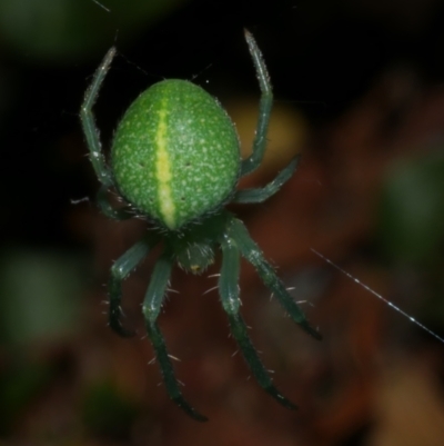 Araneus psittacinus (Parrot Coloured Orb-weaver) at Freshwater Creek, VIC - 9 Sep 2022 by WendyEM