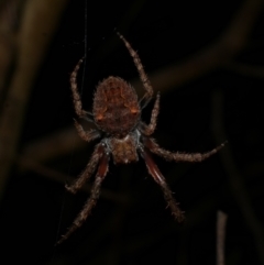 Hortophora sp. (genus) (Garden orb weaver) at Freshwater Creek, VIC - 9 Sep 2022 by WendyEM