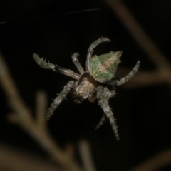 Socca pustulosa (Knobbled Orbweaver) at Freshwater Creek, VIC - 9 Sep 2022 by WendyEM