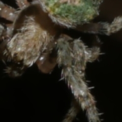 Unverified Mite and Tick (Acarina) at Freshwater Creek, VIC - 9 Sep 2022 by WendyEM