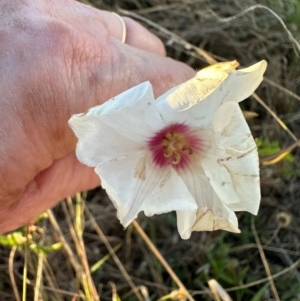 Distimake dissectus at Castle Hill, QLD - 16 Aug 2024