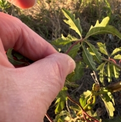 Distimake dissectus at Castle Hill, QLD - 16 Aug 2024