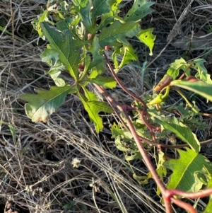 Distimake dissectus at Castle Hill, QLD - 16 Aug 2024