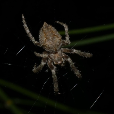 Socca pustulosa (Knobbled Orbweaver) at Freshwater Creek, VIC - 9 Sep 2022 by WendyEM