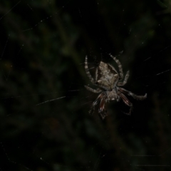 Socca pustulosa (Knobbled Orbweaver) at Freshwater Creek, VIC - 9 Sep 2022 by WendyEM