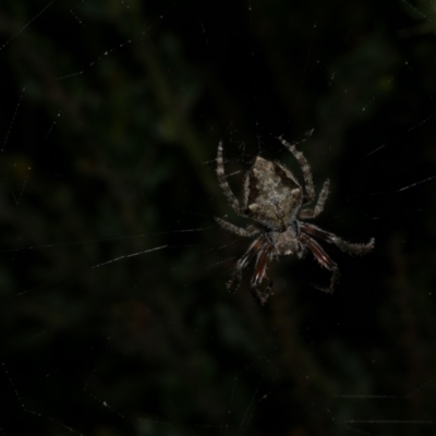 Socca pustulosa (Knobbled Orbweaver) at Freshwater Creek, VIC - 9 Sep 2022 by WendyEM