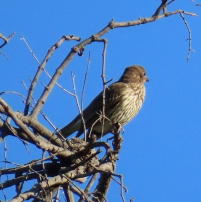 Sphecotheres vieilloti (Australasian Figbird) at Rollingstone, QLD - 16 Aug 2024 by lbradley