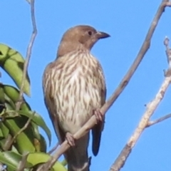 Sphecotheres vieilloti at Rollingstone, QLD - 17 Aug 2024