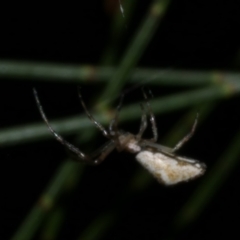 Argyrodes sp. (genus) at Freshwater Creek, VIC - 9 Sep 2022 by WendyEM