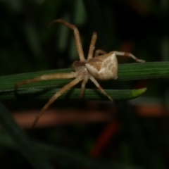 Sidymella trapezia (Trapezoid Crab Spider) at Freshwater Creek, VIC - 9 Sep 2022 by WendyEM