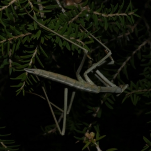 Mantidae (family) adult or nymph at Freshwater Creek, VIC - 9 Sep 2022 09:13 PM