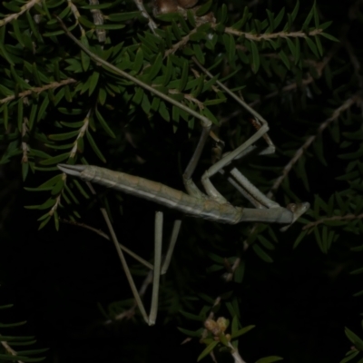 Mantodea (order) at Freshwater Creek, VIC - 9 Sep 2022 by WendyEM