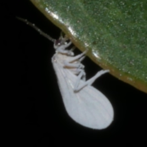 Coniopterygidae (family) at Freshwater Creek, VIC - 9 Sep 2022