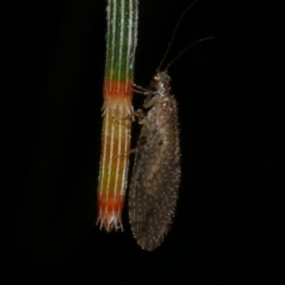 Micromus tasmaniae at Freshwater Creek, VIC - 9 Sep 2022 by WendyEM