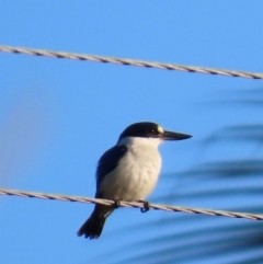 Todiramphus macleayii (Forest Kingfisher) at Rollingstone, QLD - 16 Aug 2024 by lbradley