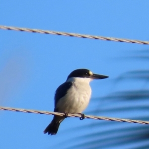 Todiramphus macleayii at Rollingstone, QLD - 17 Aug 2024