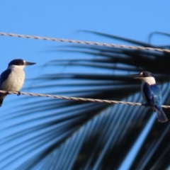 Todiramphus macleayii at Rollingstone, QLD - 17 Aug 2024 07:39 AM