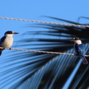 Todiramphus macleayii at Rollingstone, QLD - 17 Aug 2024 07:39 AM
