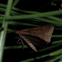 Parosteodes fictiliaria (Dodonaea Moth) at Freshwater Creek, VIC - 27 Sep 2022 by WendyEM