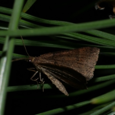 Parosteodes fictiliaria (Dodonaea Moth) at Freshwater Creek, VIC - 27 Sep 2022 by WendyEM