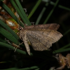 Parosteodes fictiliaria at Freshwater Creek, VIC - 27 Sep 2022