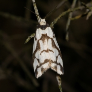 Chiriphe dichotoma at Freshwater Creek, VIC - 26 Sep 2022 11:52 PM