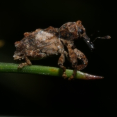 Orthorhinus klugii (Vine weevil) at Freshwater Creek, VIC - 27 Sep 2022 by WendyEM