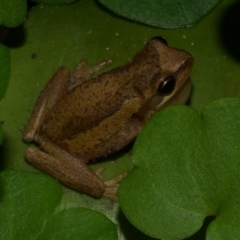 Litoria ewingii (Ewing's Tree Frog) at Freshwater Creek, VIC - 27 Sep 2022 by WendyEM