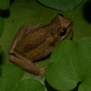 Litoria ewingii at Freshwater Creek, VIC - 27 Sep 2022 01:14 AM