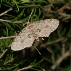 Poecilasthena scoliota (A Geometer moth (Larentiinae)) at Freshwater Creek, VIC - 26 Sep 2022 by WendyEM