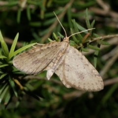 Poecilasthena scoliota (A Geometer moth (Larentiinae)) at Freshwater Creek, VIC - 26 Sep 2022 by WendyEM