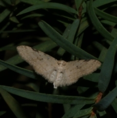 Poecilasthena scoliota (A Geometer moth (Larentiinae)) at Freshwater Creek, VIC - 26 Sep 2022 by WendyEM