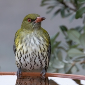 Oriolus sagittatus at Symonston, ACT - 16 Aug 2024 10:50 AM