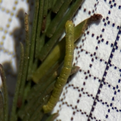 Ectropis (genus) immature at Braddon, ACT - 31 Aug 2024