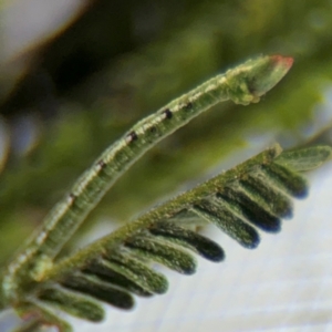 Ectropis (genus) immature at Braddon, ACT - 31 Aug 2024