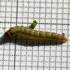 Aproaerema simplexella & isoscelixantha (Australian Soybean Moth (A. simplexella)) at Braddon, ACT - 5 Sep 2024 by Hejor1