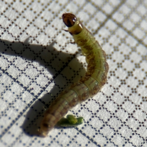 Aproaerema simplexella and isoscelixantha at Braddon, ACT - 5 Sep 2024