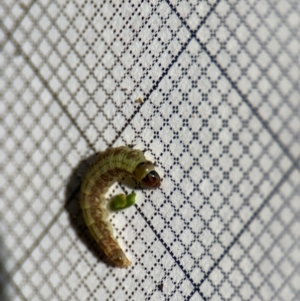 Aproaerema simplexella and isoscelixantha at Braddon, ACT - suppressed