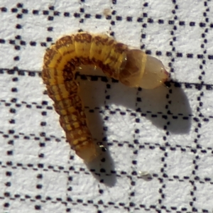 Lepidoptera unclassified IMMATURE at Braddon, ACT - 17 Aug 2024 09:02 AM