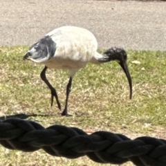 Threskiornis molucca (Australian White Ibis) at Rollingstone, QLD - 17 Aug 2024 by lbradley