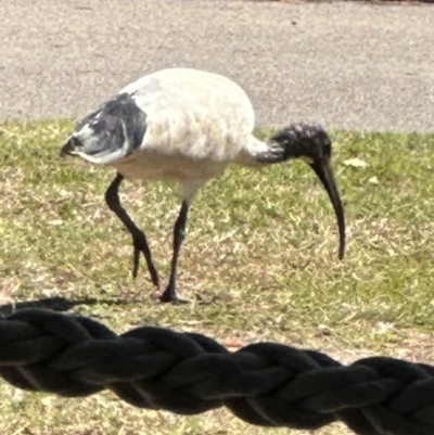 Threskiornis molucca (Australian White Ibis) at Rollingstone, QLD - 17 Aug 2024 by lbradley