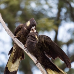 Zanda funerea (Yellow-tailed Black-Cockatoo) at Acton, ACT - 16 Aug 2024 by Gallpix