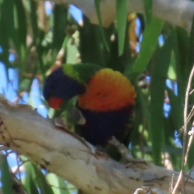 Trichoglossus moluccanus (Rainbow Lorikeet) at Rollingstone, QLD - 17 Aug 2024 by lbradley