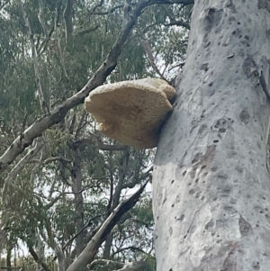 Laetiporus portentosus at Cook, ACT - 17 Aug 2024 11:28 AM