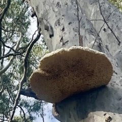 Laetiporus portentosus at Cook, ACT - 17 Aug 2024 11:28 AM