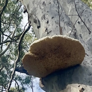 Laetiporus portentosus at Cook, ACT - 17 Aug 2024