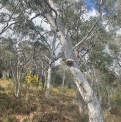 Laetiporus portentosus at Cook, ACT - 17 Aug 2024 11:28 AM