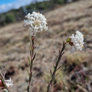 Pimelea linifolia subsp. linifolia at Kingsdale, NSW - 17 Aug 2024 11:36 AM