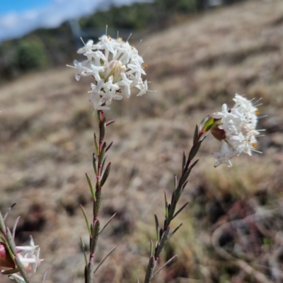 Pimelea linifolia subsp. linifolia (Queen of the Bush, Slender Rice-flower) at Kingsdale, NSW - 17 Aug 2024 by trevorpreston