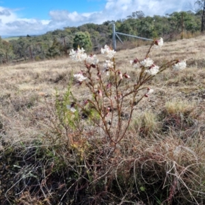 Pimelea linifolia subsp. linifolia at Kingsdale, NSW - 17 Aug 2024 11:36 AM